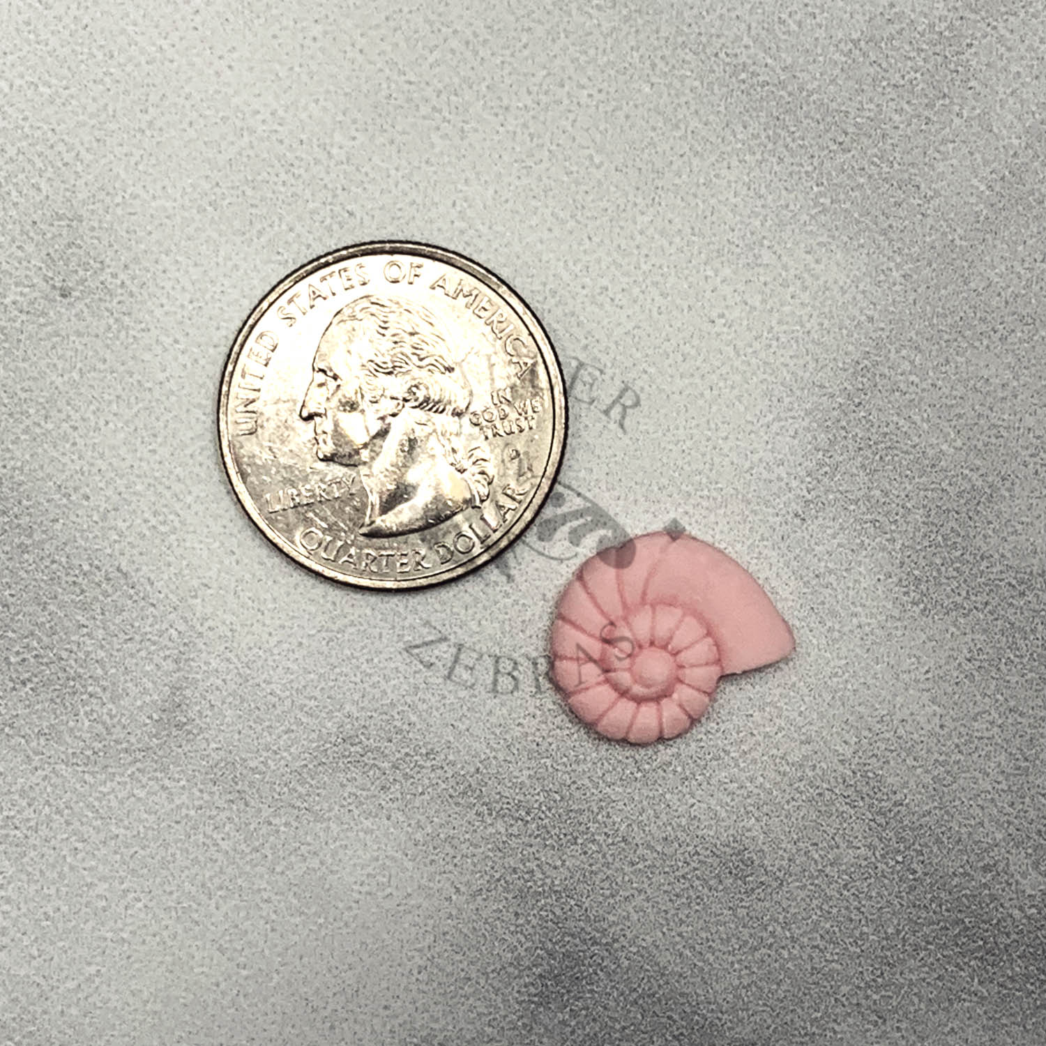 Molds Spiral Shell Mold